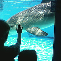 Florida vacation dolphins